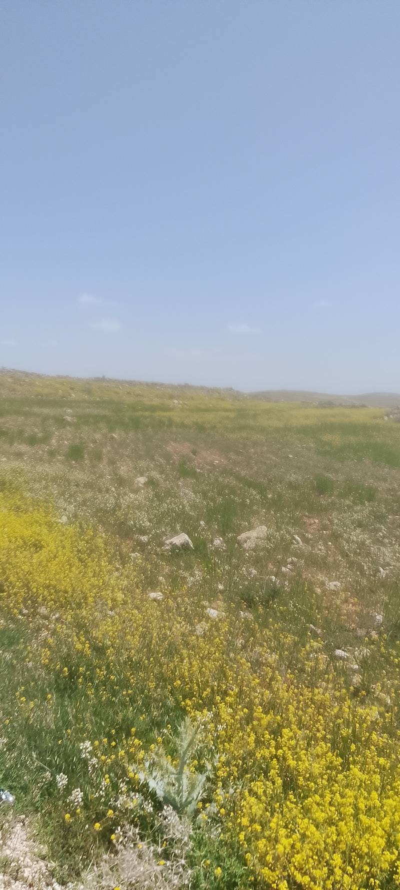مزاد أرض / مجمع — وادي موسى